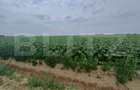 Teren intravilan de vanzare, parcelat, 11379 mp, Salcea - 2