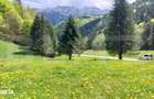 Teren exceptional de vanzare, 5170 mp zona Plaiul Foii, Zarnesti