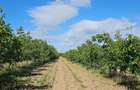 Plantatie de nuci pe rod, 14 ha, 2.000 pomi - 3