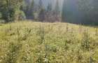 Teren de vanzare 3800 m2 - 9