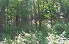 Vand Padure de salcam 10 ha com. Fartanesti Jud Galati - 3