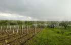 Teren intravilan, 4447 mp, 28 ml deschidere, Pielesti - 10