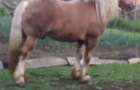 Se ofera spre vanzare - 1