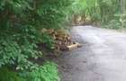 Vand sau schimb padure in Baia Mare - 2
