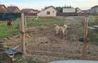 Casă cu Teren 913 Mp în Săcălaz - 2