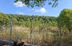 Teren intravilan premium de vanzare Snagov, Loca?ie exclusivista, fara riscuri - 3