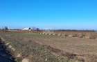 Teren 5000 mp, iesire din Tecuci, dupa Peco Galbenus - 4
