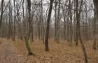 Padure 9 ha in Negresti - Vaslui - 1