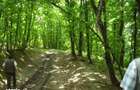 Padure 9 ha. Negresti - Vaslui