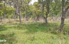 Teren extravilan 10.000 mp Livada de pruni, Dorolea (15 km de Bist