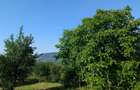 Casa renovata + 1,29 ha teren in Cotnari vedere superba!