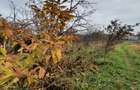 Casa Plopi 200000 euro negociabil - 2