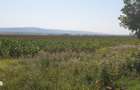 Teren intravilan 9500 mp, DN 2 BLACK SEA, Bacau - 3