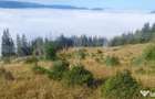 Teren extravilan, 50.000 mp, zona Vatra Dornei - Vatra Dornei (Suceava) - 5