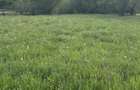 Teren deosebit 8100 m2 Sinca Noua - 1
