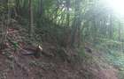 Vand sau schimb padure in Baia Mare - 1