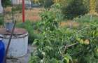 Casă cu Teren 1700 Mp în Plopu - 3
