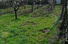 Sat Vartopu, oras Corabia, judetul Olt - 6