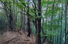 Padure de Fag 2 hectare - 3