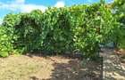 Vila P+1/teren 4200mp - 6