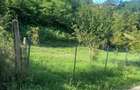 Teren intravilan Sat Voia Com. Balsa 7000mp - 8