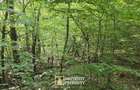 De vânzare teren extravilan  8,2037 ha pădure și pășune Borod, Bihor - 7
