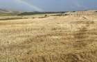 Vand teren extravilan 11600 m2In Cluj Campenesti - 3