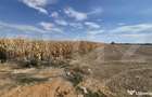 Teren extravilan de vanzare, 19.700 mp, pe centura Botizului - Satu Mare (Satu-Mare)