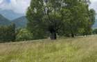 Teren de vanzare, 8.800 mp, Sat Pestera, Comuna Moieciu extravilan Vedere superba Bucegi & Piatra Craiului |deal pentru A-frame, case de vacanta - 3