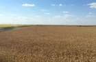 Vand 116 HA teren agricol in judetul Arad - 7