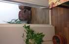 Inchiriez ap 2 camere etj 3 din 8 sect 3 ,statie metrou Nicolae Grigorescu ,pia?a peste bulevard. - 4