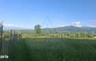 Teren intravilan 809 mp Tropinii Noi langa padurea Dumbrava - 6