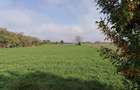 Teren 2.600 mp - deschidere 35m-intrare Pogoanele dinspre Buzau - 5