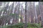 De vanzare 1 ha padure - 3
