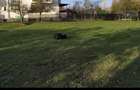 Teren intravilan de vanzare Poiana Campina, sat Bobolia - 5