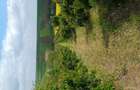 Vand livada cires - 1