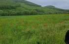 Teren intravilan, zona de padure, la Manastirea Celic Dere, Sat Teli?a, jud. Tulcea - 1