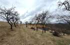 TEREN 34.000 MP | SERANI BIHOR - 3