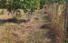 Teren intravilan Buftea - Manastirea, 877mp, aproape lac, 0% comision - 11