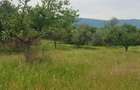 Laschia, 6 ha teren - Laschia (Maramures) - 3