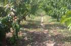 Vand teren 5128 m statiunea Lacu sarat braila - 1