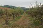 Teren Cepari 500mp 5000 Euro - 2