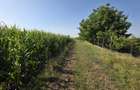 Teren in Sancraiul de Mures, 5800 mp, utilitati la 50 m, padure