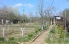 Gradina cu cabana la balastiera Micalaca - 4