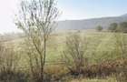 Teren extravilan de vanzare, 1 hectar, zona Monariu - 1