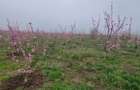 Teren de vanzare 6 hectare - 9