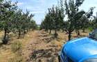 Teren de 2600 mp, în Lăzăreni - 3