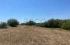 RECO Teren extravilan Holod 27400 mp - 10