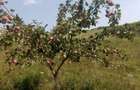 Vanzare Teren agricol