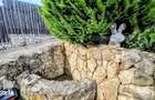 Vila exclusivista de 340 mp utili,Teren 1.400 mp,Jacuzzi & Gradina -Fa - 5